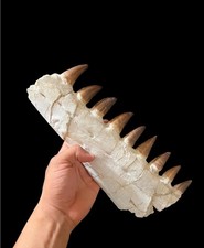 Awesome Mosasaur Jaw Specimen from Morocco, partial Mosasaurs skull Dino jaw picture