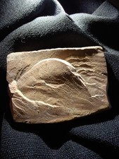 Authentic Museum Quality Adena Stone Tablet Extremely Rare Native Artwork picture