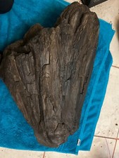 PETRIFIED wood one big Piece brown dark 24 inch x 14 inch picture