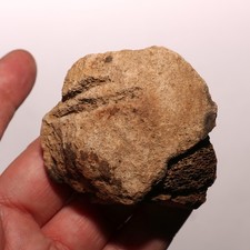 Rare Dinosaur Bone with Battle Would Pathology - Fossil - Hell Creek Formation picture