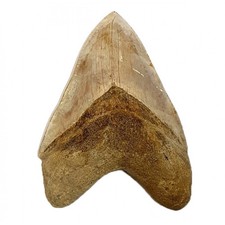 BIG fossil shark tooth Otodus megalodon Carcharodon megalodon Megaselachus meg picture