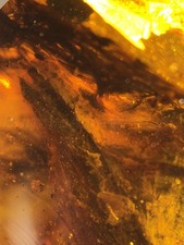 Burmite Amber Fossil - SC2529 The Smallest Dinosaur w/ Certificate picture