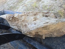 Petrified wood fossils 250/300 lb found in nc looks like picture