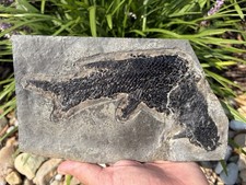 Superb One Of A Kind Jurassic Dinosaur Age Fish Fossil Redfieldius Connecticut picture