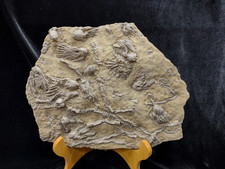 Big Lodgepole Fossil Crinoid Plate, Gallatin Co., MT picture