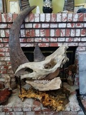 DINOSAUR FOSSIL WOOLLY RHINOCEROS SKULL w/knife marks from Neanderthal Ice Age picture