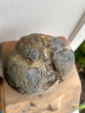 rock/fossil that looks to be from a giant human picture