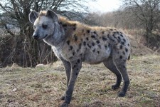African Spotted Hyena Life Size Realistic Animal Safari Decor picture