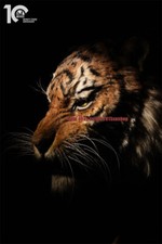 Infinity Studio Museum Grade Replica 1/1 Scale Manchurian Tiger Statue picture