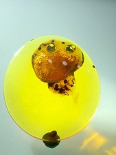 Beautiful 🪼 jellyfish The Most Expensive Fossil Amber Burmese, Museum Quality  picture