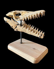 Awesome mosasaur skull, Mosasaurus beaugei - Dinosaur skull - reptile skull foss picture