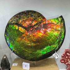 25.3LB Natural Rainbow Ammolite Fossil Quartz Crystals Mineral Canada Rough Gem picture