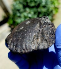 Meteorite**NWA Unc. Prob. CM Carb.**374.90 gram, Oriented Individual W/XRF paper picture
