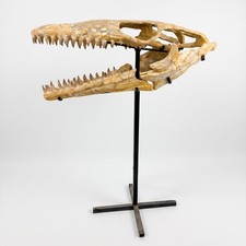 REAL Mosasaurus Skull from Morocco – Authentic Late Cretaceous Fossil Specimen picture