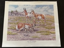 Ben Cooper Western Art Cowboy Animal Print 14X11 Volunteer Antelope Deer Doe BC3 picture