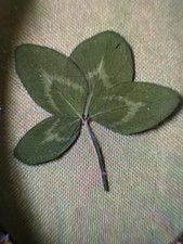 Rare, giant 4-leaf clover - expertly preserved - perfect for gift/luck collector picture