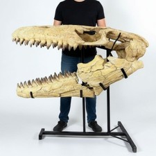 Genuine Mosasaur Skull Prognathodon Museum Grade Marine Reptile Fossil Morocco picture