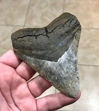 RARE & UNIQUELY PATTERNED - 4.5” - GOLDEN BEACH,FL - MEGALODON SHARKTOOTH FOSSIL picture