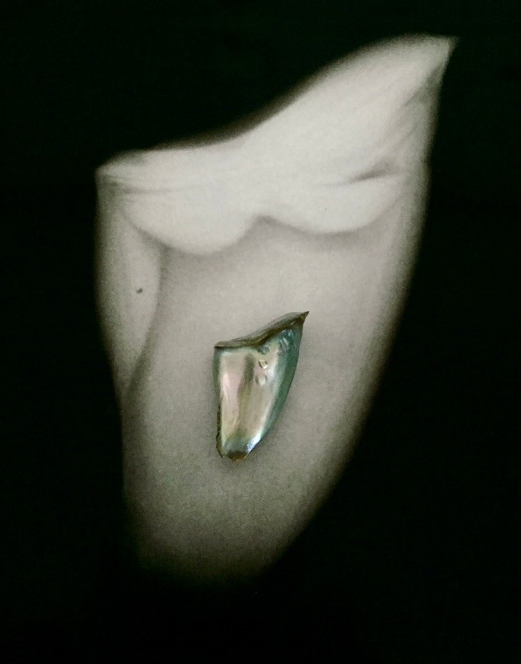 RARE 43 Karat Great White Shark Tooth Pearl from 12 RARE 43 Karat Great White Shark Tooth Pearl from 12